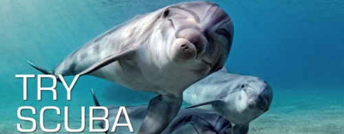 big_53545063_0_500-195